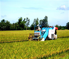 Kim Động: Giá trị sản xuất nông nghiệp đạt gần 173 triệu đồng/ha