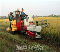Hưng Yên: Ðẩy nhanh tiến độ thu hoạch lúa mùa