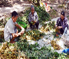 Nhãn lồng Hưng Yên xếp hạng 13/50 trái cây nổi tiếng Việt Nam