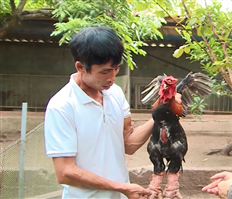 Khoái Châu: Để gà Đông Tảo sớm trở thành sản phẩm OCOP xếp hạng 5 sao