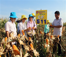 Hiệu quả kinh tế từ các mô hình khuyến nông ở Hưng Yên