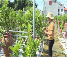 Nông dân Văn Giang chuyển đổi sang trồng quất cảnh trên chậu