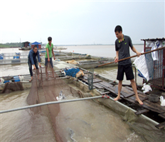 Những cử nhân quê Nhãn nuôi cá "tiến Vua" trên sông Hồng