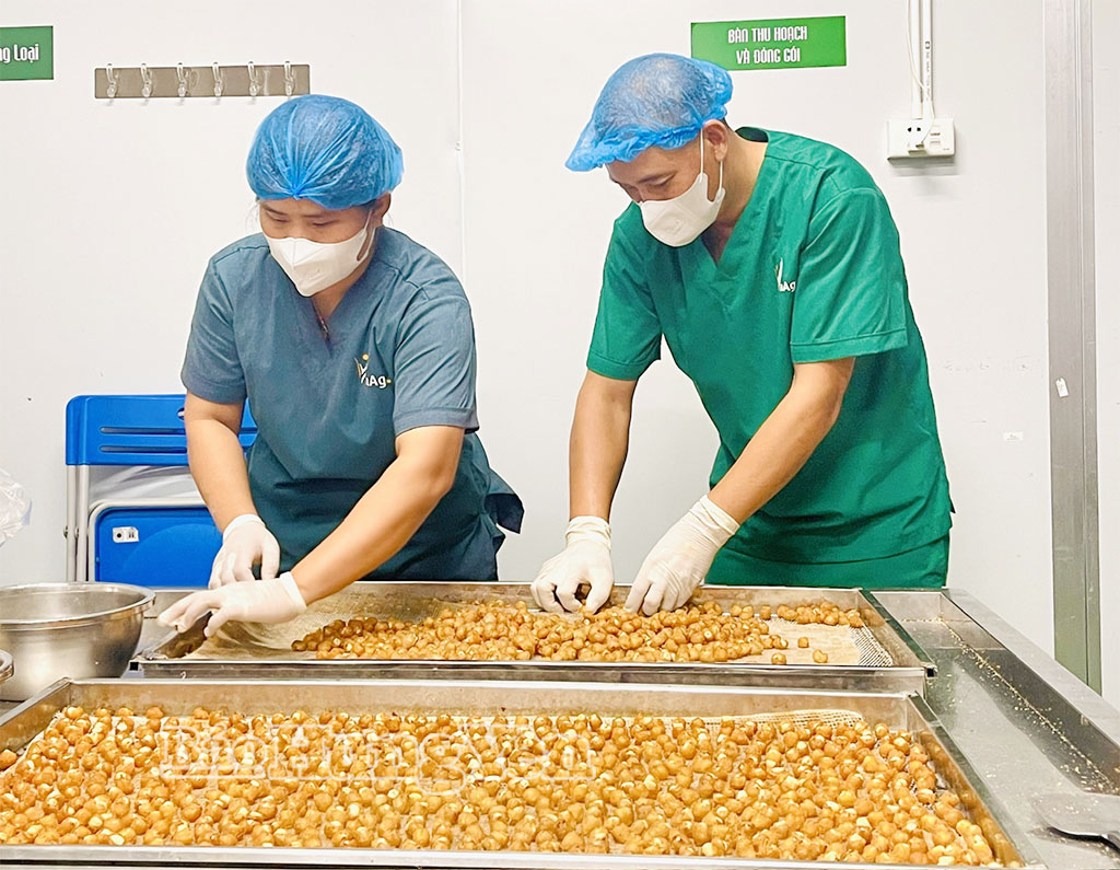 Nông sản Hưng Yên khẳng định thương hiệu trên Bản đồ Nông sản Việt