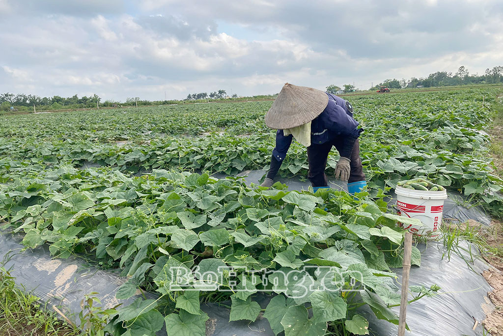 Khát vọng phát triển của vùng quê cách mạng