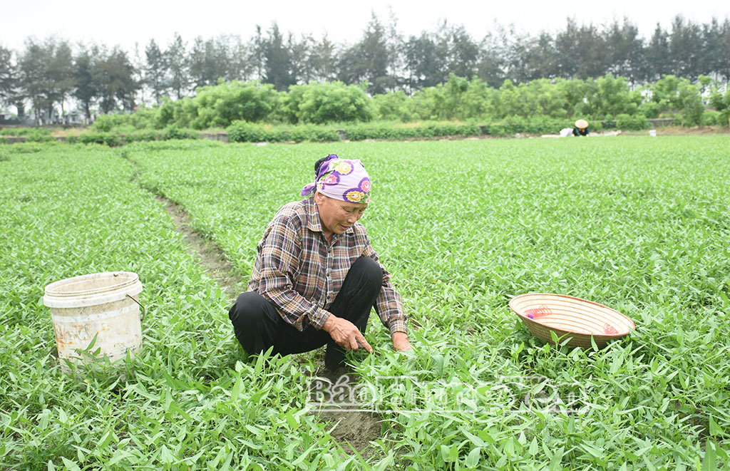 Phụ nữ thôn Lương Mỹ với mô hình trồng rau muống an toàn
