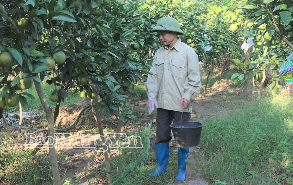 Phường Hồng Châu khai thác tiềm năng kinh tế vùng bãi