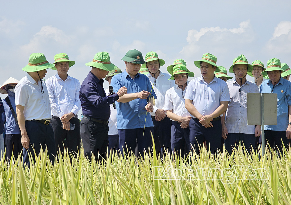 Đồng chí Trần Quốc Toản, Phó Bí thư Thường trực Tỉnh ủy, Chủ tịch Ủy ban MTTQ Việt Nam tỉnh thăm và làm việc với Công ty Cổ phần Tập đoàn ThaiBinh Seed