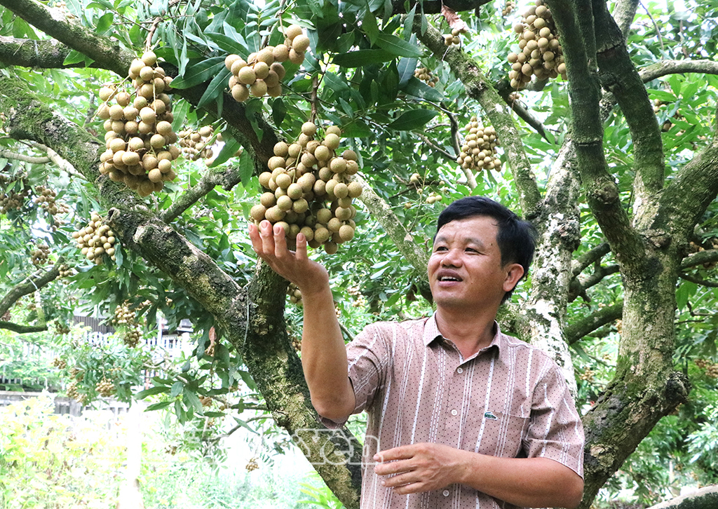 Nhãn Hưng Yên qua ghi chép của nhà bác học Lê Quý Đôn