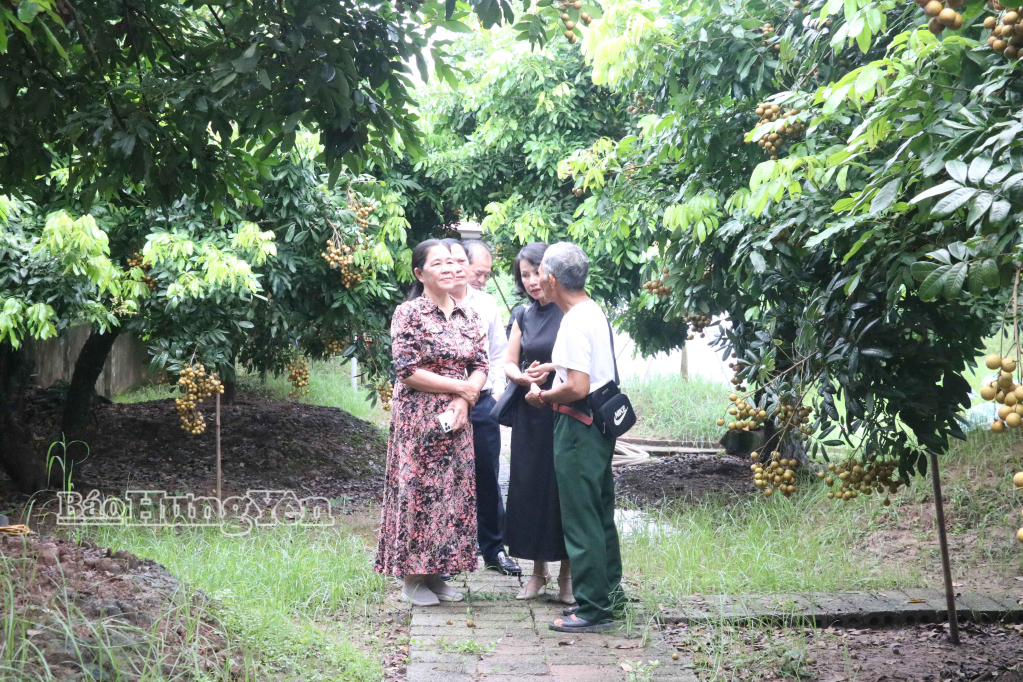 Trải nghiệm, tham quan vườn nhãn tại xã Tân Hưng