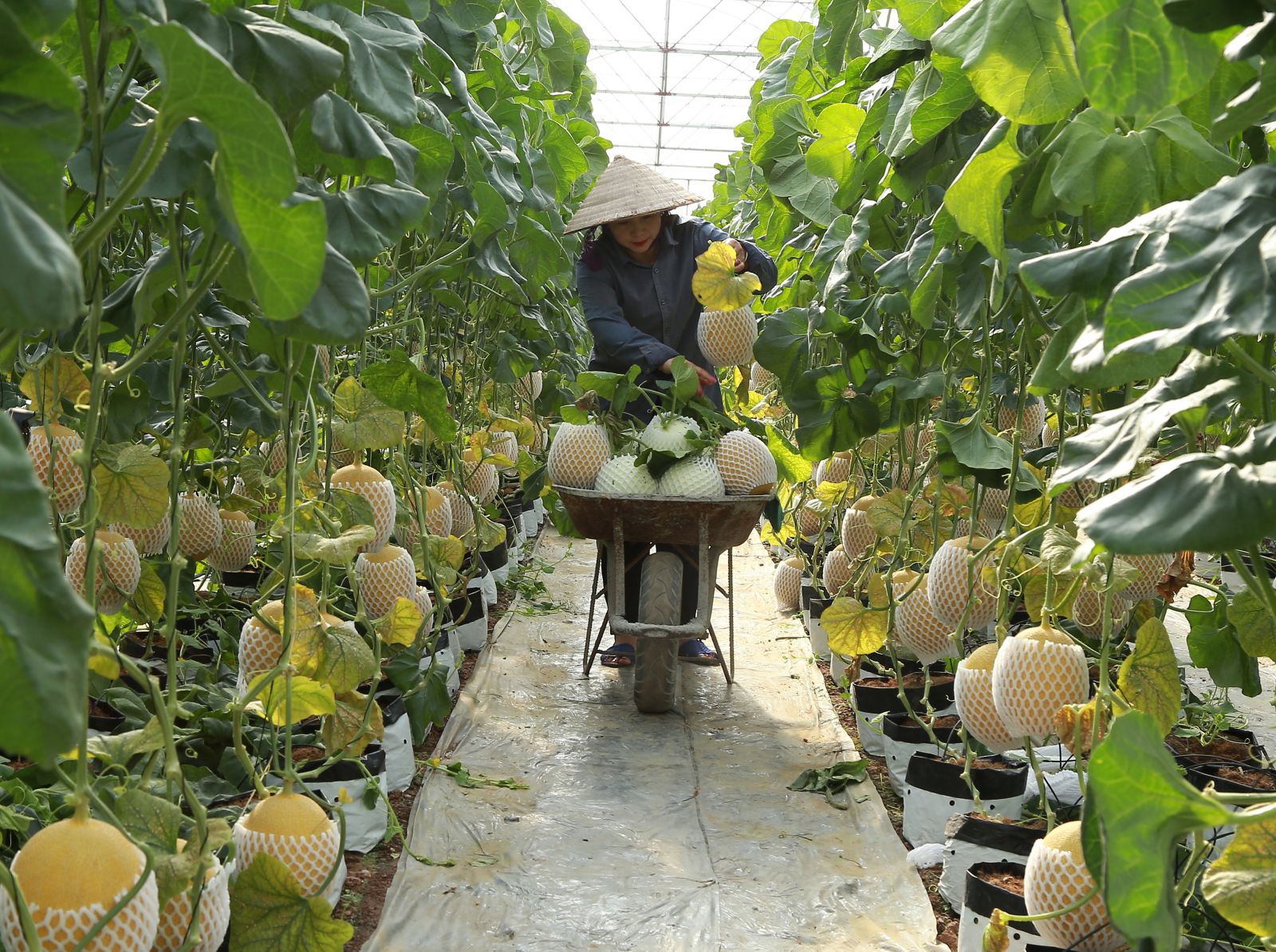 Tác phẩm: "Vị ngọt phù sa", tác giả Dương Thanh Bình