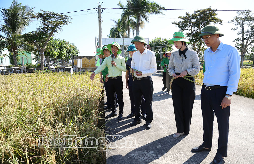 Phó Chủ tịch UBND tỉnh Nguyễn Hùng Nam làm việc với Công ty Cổ phần Tập đoàn Thaibinh Seed