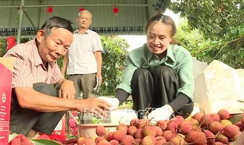 Vải trứng Hưng Yên vào cuối vụ
