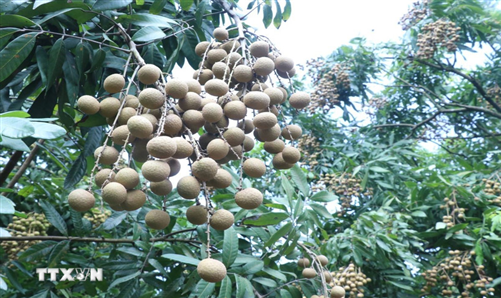 Bảo tồn và nhân rộng giống nhãn đặc sản ở Hưng Yên