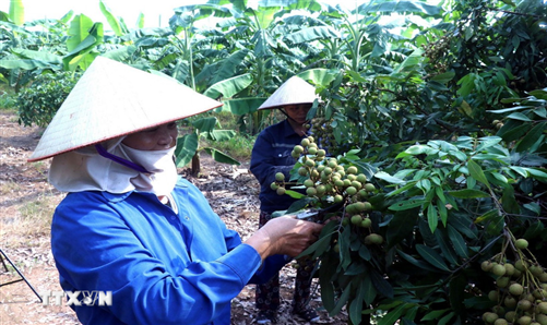 Chất lượng góp phần khẳng định thương hiệu nhãn lồng Hưng Yên
