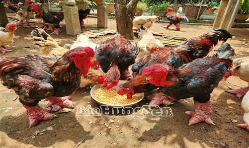 Dong Tao Chicken – From folk knowledge to national intangible cultural heritage