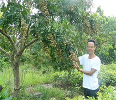 Ngọt lành nhãn muộn Hưng Yên