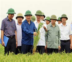 Chủ tịch UBND tỉnh Nguyễn Văn Phóng kiểm tra sản xuất nông nghiệp