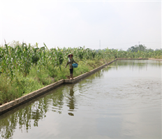 Hưng Yên: Nâng cao giá trị sản xuất nông nghiệp