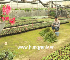 Vùng hoa Văn Giang góp mặt tại Hà Nội trong dịp hội nghị thượng đỉnh Mỹ - Triều