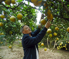 Hung Yen: High demand of Dien pomelo