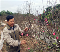 Blooming peach blossom in the middle of Hung Yen city