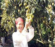 Vải lai chín sớm Phù Cừ tăng giá