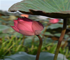 Lotus scent on longan land