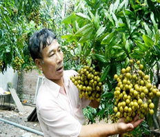 Sản lượng nhãn Hưng Yên chỉ đạt khoảng 32 nghìn tấn