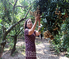 Trải nghiệm mùa nhãn chín ở thủ phủ nhãn lồng