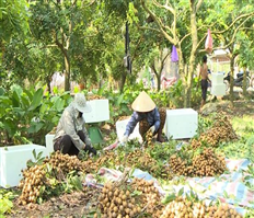 Vietgap longan helps farmers raise income.
