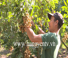Early ripening longan in Ne Chau sold at high price