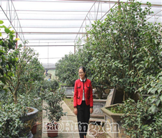 Những vườn trà bạc tỷ ở Văn Giang