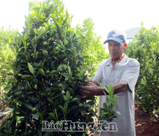 Nhộn nhịp mùa gò thế quất cảnh