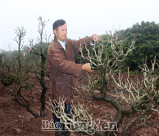 Nông dân Hưng Yên “dưỡng sức” cho hoa, cây cảnh sau Tết