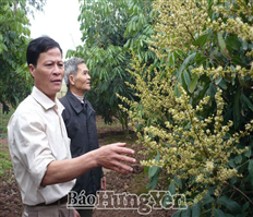 Nâng tầm nhãn lồng Hưng Yên