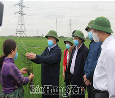 Thứ trưởng Bộ Nông nghiệp và PTNT Lê Quốc Doanh kiểm tra tình hình sản xuất lúa xuân tại tỉnh