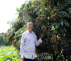 Hưng Yên: Đã bắt đầu thu hoạch nhãn chín sớm