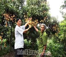 Độc lạ vải trứng Hưng Yên