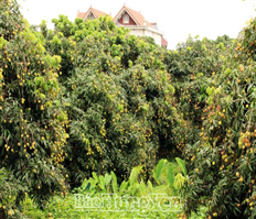 Phù Cừ nhộn nhịp mùa vải