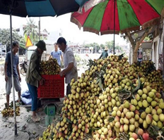 Hưng Yên: Huyện Phù Cừ xuất khẩu vải chín sớm sang Đông Âu