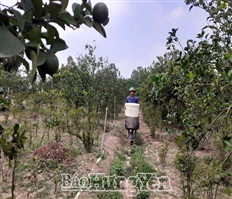 Hưng Yên hiện có trên 680 trang trại