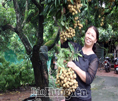 Sản xuất nhãn “sạch” ở Hưng Yên