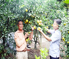 Kim Động: Vào vụ thu hoạch cam
