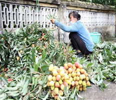 Phu Cu’s litchi season