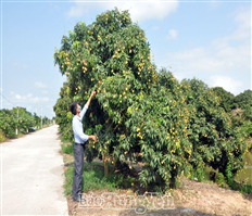 Sweet and aromatic taste of Da Loc egg lychee
