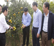 Effective agricultural restructuring model in Hung Yen