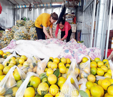 Nâng tầm thương hiệu cam Hưng Yên