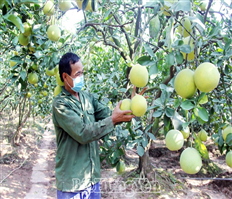 Hưng Yên xúc tiến tiêu thụ sản phẩm cam, bưởi