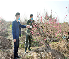 Phu Da peach blossom gardens are bursting in Tet season